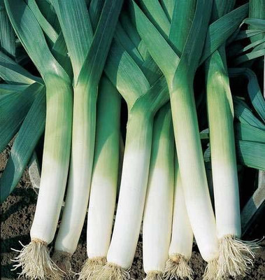 KANAYA Leek / Green Spring Onio+AN+AN5:AN165 Seed(40 per packet)