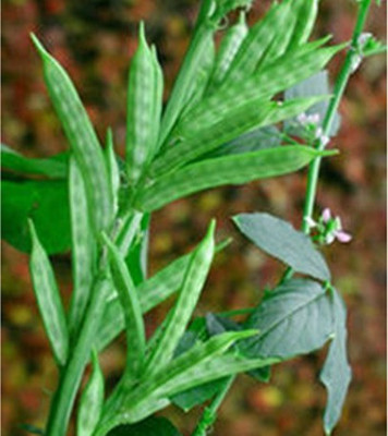 PRADHAM SEEDS CLUSTER BEAN SHORT VARIETY Seed(10 g)