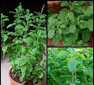 MKR Enterprises Basil Seed(200 per packet)