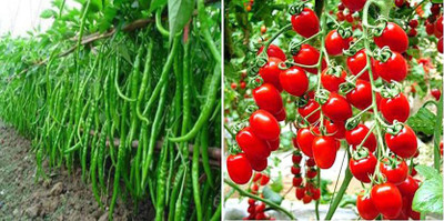xcentax Cherry Tomato Summer, Green Chilli Seed(20 per packet)
