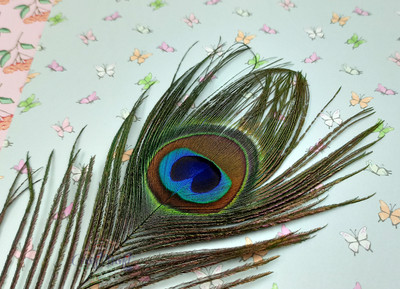 CRAFTWAFT Pack of 5 Decorative Feathers(60 CM Peacock Feather)