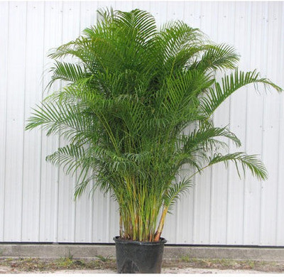 Aquinnah Areca Palm(Hybrid, Pack of 1)