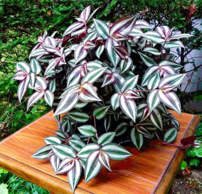ABEFARIYA Wandering Jew Plant(Hybrid, Pack of 1)