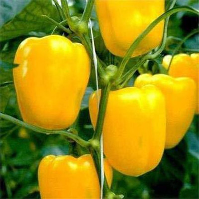 DIVINE CAPSICUM Seed(100 per packet)