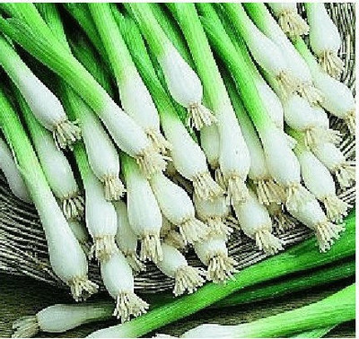 Mozette Bunching Onion Vegetable Seed(17 per packet)