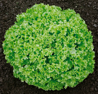 Paudha Lettuce Curly Hybrid Seed(22 per packet)