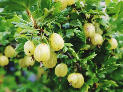 Paudha Amla Seed(11 per packet)