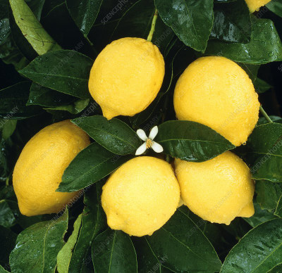 Paudha Lemon ( Nimbu ) Seed(26 per packet)
