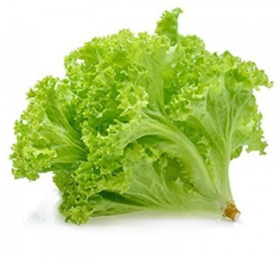 Paudha Lettuce Curly Hybrid Seed(22 per packet)