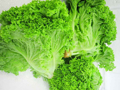 Paudha Lettuce Curly Hybrid Seed(22 per packet)