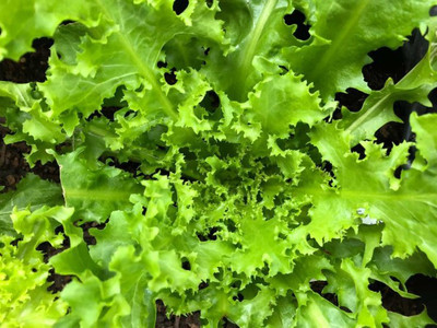 Paudha Lettuce Curly Hybrid Seed(22 per packet)