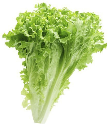 Mozette Hybrid Lettuce Curly Seed(65 per packet)