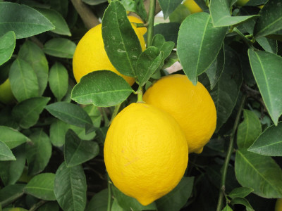 Paudha Lemon ( Nimbu ) Seed(26 per packet)