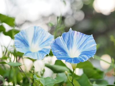 ZIXA Ipomoea tricolor ‘Flying Saucers’ Seed(10 per packet)
