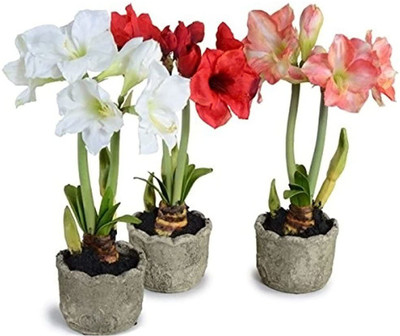 Audbhidhi Amaryllis Lily Mixed Flower Bulb Summer Flower Seed(4 per packet)