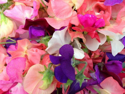 Mozette Sweet peas Seed(32 per packet)