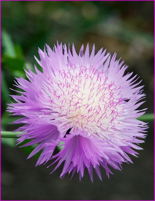Paudha Sweet sultan Seed(41 per packet)