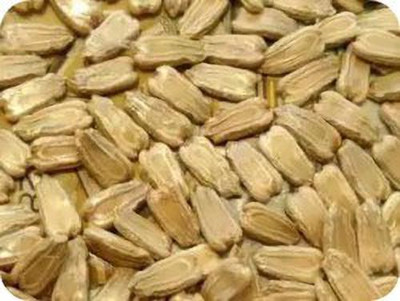 CosaCentrum Bottle Gourd Seeds for home Gardening calabash, cucuzza, sorakaya, lauki, doodhi, and ghiya. Seed(1 g)
