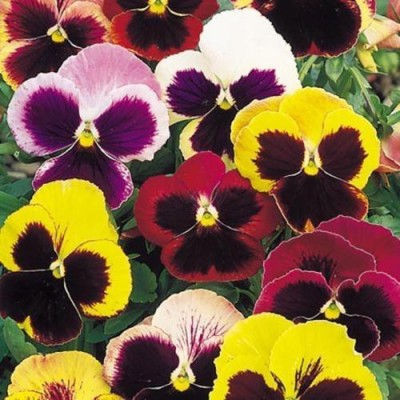 CYBEXIS PANSY SWISS GIANTS MIX BLOSSOMS400 Seeds Seed(400 per packet)
