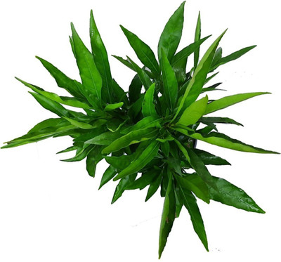 My Dream Nursery Sadabahar/Periwinkle Plant(Hybrid, Pack of 1)