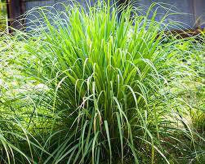 Cloud Farm Lemon Grass Plant(Hybrid, Pack of 1)