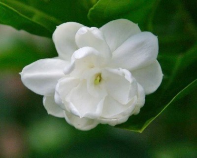 FlowQueens Jasmine Plant(Hybrid, Pack of 1)