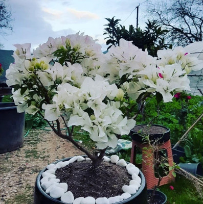 Samarthgreens Bougainvillea Plant(Hybrid, Pack of 1)