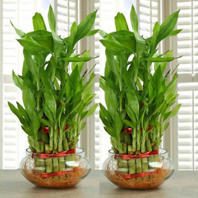 sanaYaa Two Layer Bamboo Plant(Hybrid, Pack of 2)