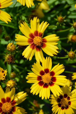 Paudha Coreopsis Flower Seed(51 per packet)