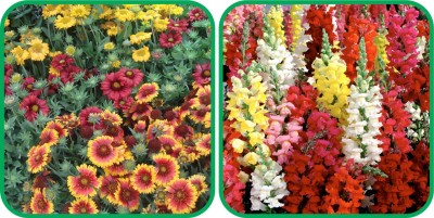 Aero Seeds Antirrhinum Mix Color (50 Seeds) And Gaillardia Aristata Mix Color (50 Seeds) Flower Seeds Pack Seed(1 per packet)