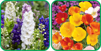 Aero Seeds Salvia Mix Color (50 Seeds) And Delphinium Mix Color (50 Seeds) Flower Seeds Pack Seed(1 per packet)