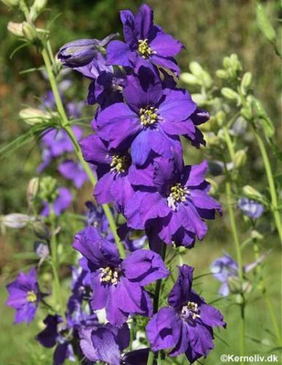 Paudha Delphinium Imperial mix Seed(1 per packet)