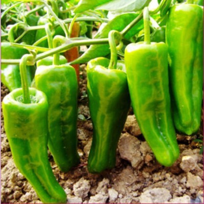 Paudha Chilli F1 Vasuda (moti mirch) Seed(15 per packet)