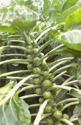 Paudha Brussels Sprout Seed(35 per packet)