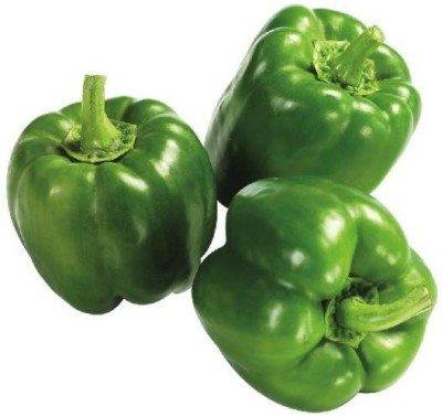 PLANTZON Green Capsicum (shimla mirch) Seed(45 per packet)