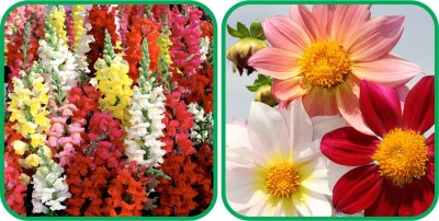 Aero Seeds Dahlia Top Star Mix Color (50 Seeds) And Antirrhinum Mix Color (50 Seeds) Flower Seeds Pack Seed(1 per packet)