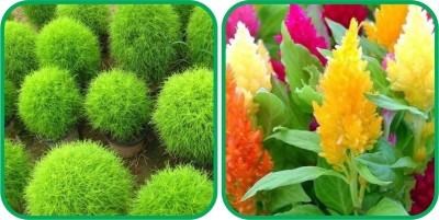 Aero Seeds Closia Pulmosa Mix Color (50 Seeds) And Kochia (50 Seeds) Flower Seeds Pack Seed(1 per packet)