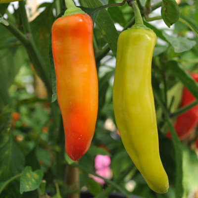 Paudha Chilli F1 Vasuda (moti mirch) Seed(15 per packet)