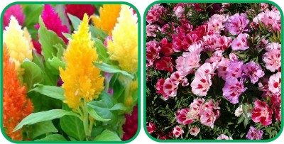 Aero Seeds Clarkia Mix Color (50 Seeds) And Closia Pulmosa Mix Color (50 Seeds) Flower Seeds Pack Seed(1 per packet)