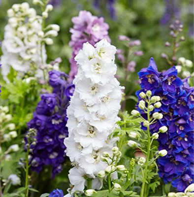Mozette Larkspur Flower Seed(42 per packet)