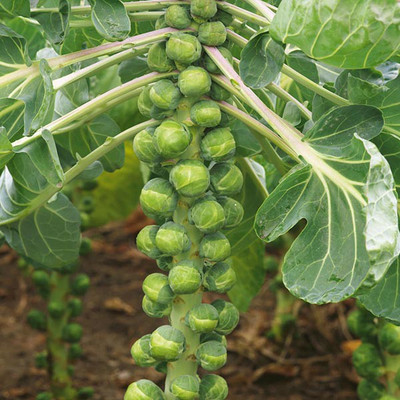 Paudha Brussels Sprout Seed(20 per packet)