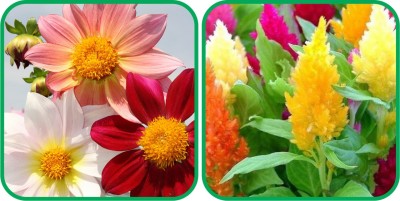 Aero Seeds Closia Pulmosa Mix Color (50 Seeds) And Dahlia Top Star Mix Color (50 Seeds) Flower Seeds Pack Seed(1 per packet)