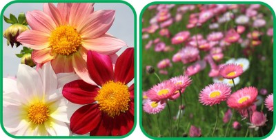 Aero Seeds Acroclinium Mix Color (50 Seeds) And Dahlia Top Star Mix Color (50 Seeds) Flower Seeds Pack Seed(1 per packet)