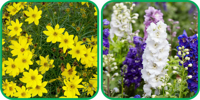 Aero Seeds Delphinium Mix Color (50 Seeds) And Coreopsis Mix Color (50 Seeds) Flower Seeds Pack Seed(1 per packet)