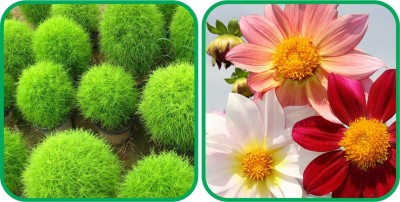 Aero Seeds Dahlia Top Star Mix Color (50 Seeds) And Kochia (50 Seeds) Flower Seeds Pack Seed(1 per packet)