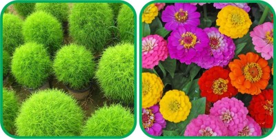 Aero Seeds Zinnia Mix Color (50 Seeds)And Kochia (50 Seeds) Flower Seeds Pack Seed(1 per packet)