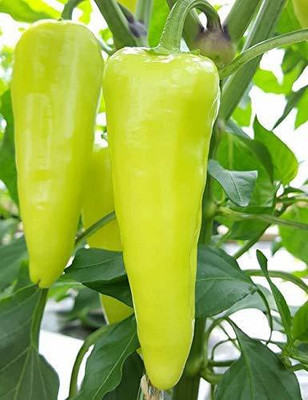 Paudha Chilli F1 Vasuda (moti mirch) Seed(15 per packet)