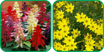Aero Seeds Coreopsis Mix Color (50 Seeds) And Salvia Mix Color (50 Seeds) Flower Seeds Pack Seed(1 per packet)