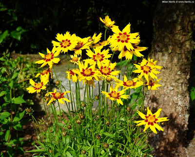 Paudha Coreopsis Flower Seed(50 per packet)
