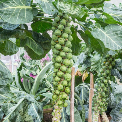 Paudha Brussels Sprout Seed(32 per packet)